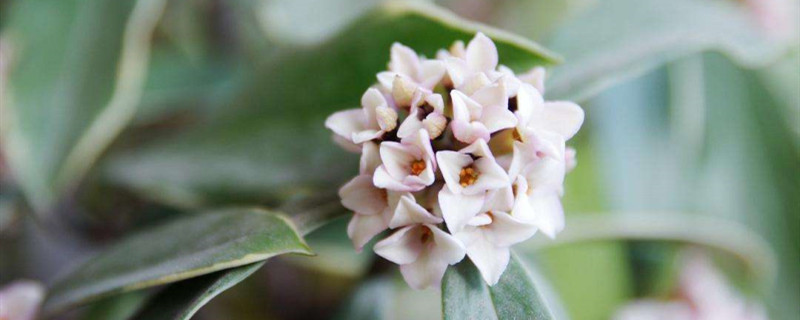 金边瑞香开白花原因 金边瑞香开白花原因