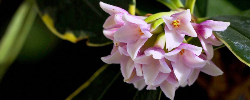金边瑞香花语 金边瑞香花语