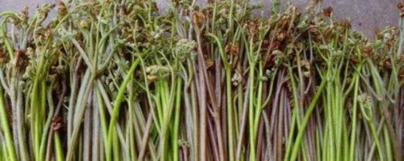 蕨菜什么季节有 蕨菜什么季节有
