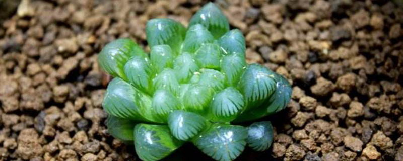 多肉植物喜阴还是阳 多肉植物喜阴还是阳