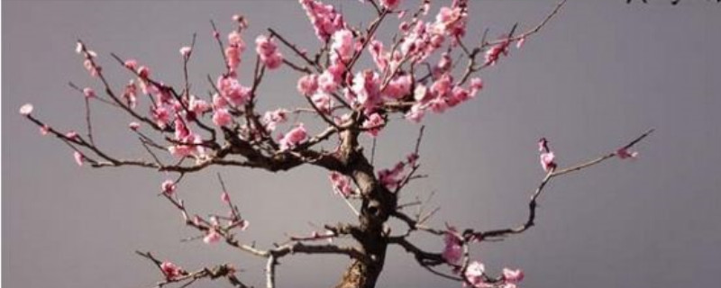 腊梅花的栽培养殖方法