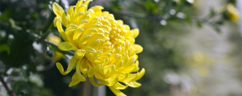 菊花的象征 菊花的象征