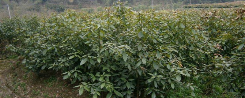 金丝楠木北方能种植吗 金丝楠木北方能种植吗