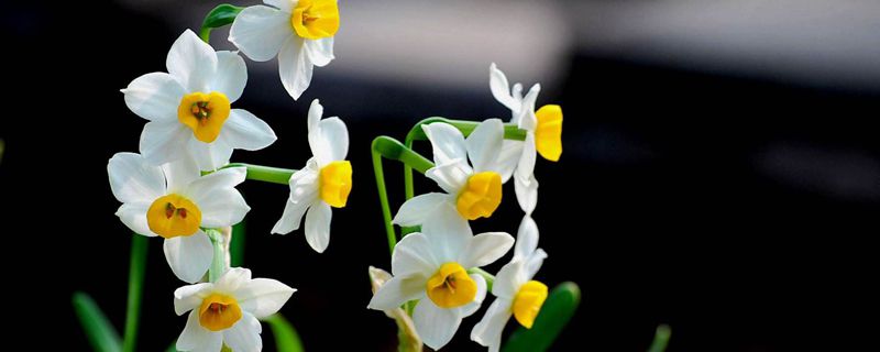 水仙花香吗 水仙花香吗