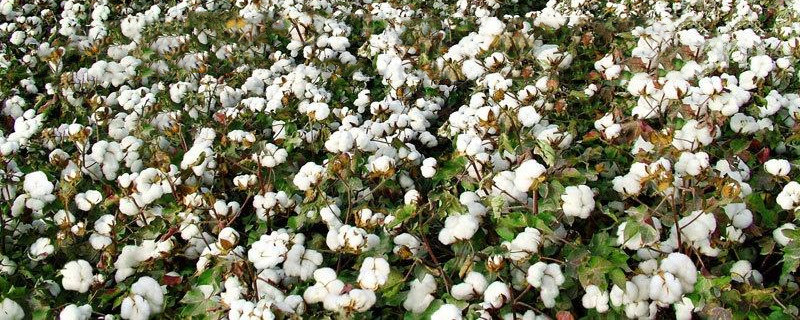 棉花生长条件 棉花生长条件