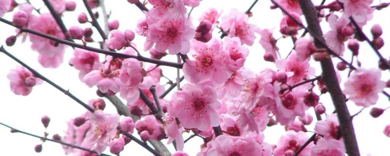 梅花的颜色及样子介绍 梅花的颜色及样子介绍