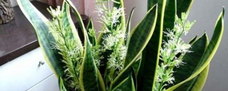 虎皮令箭开花有寓意吗 虎皮令箭开花有寓意吗