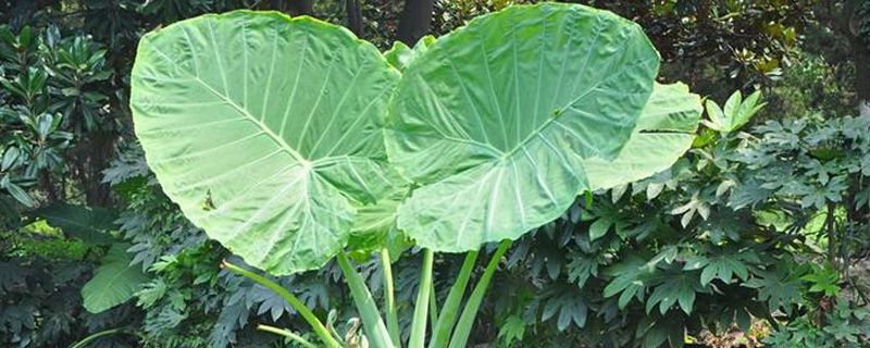 大叶绿植及名字 大叶绿植及名字
