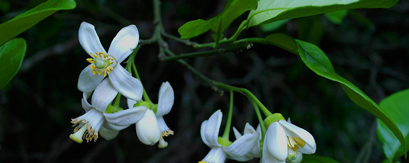 柚子花什么时候开 柚子花什么时候开