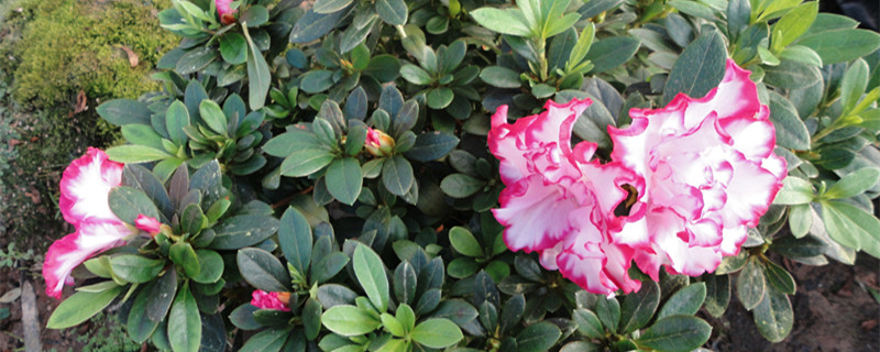 维生素c能浇花吗 维生素c能浇花吗