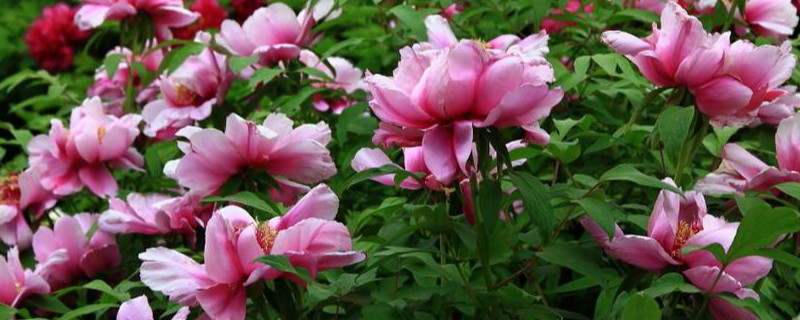 菏泽牡丹花开花时间 菏泽牡丹花开花时间