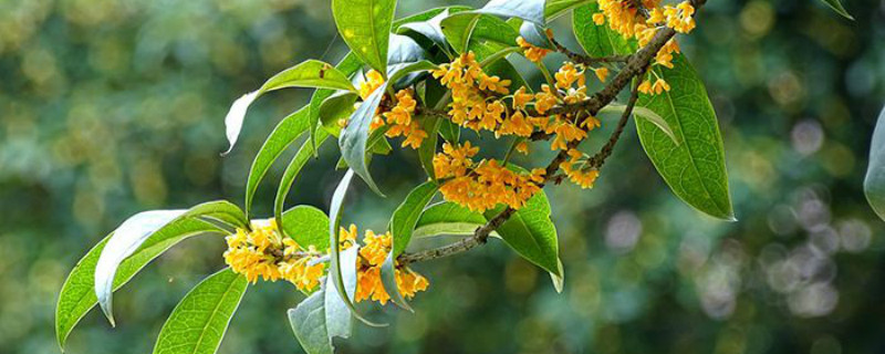 桂花适合在家里养吗 桂花适合在家里养吗