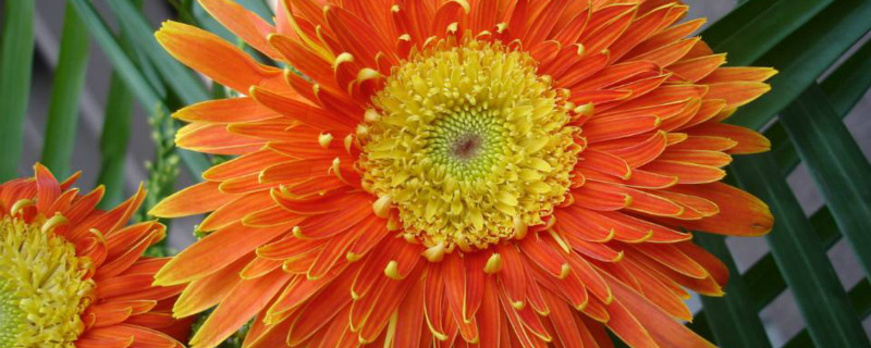 扶朗花语 扶朗花语