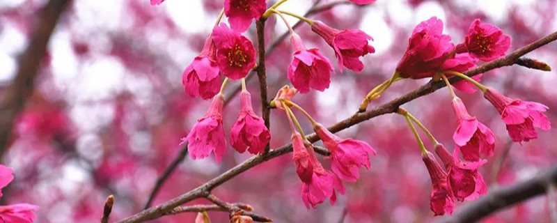 中江樱花岭几月开花 中江樱花岭几月开花