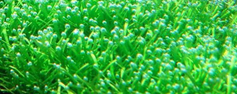 鹿角苔怎么种 鹿角苔怎么种