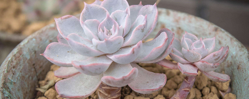 蓝石莲花语 蓝石莲花语