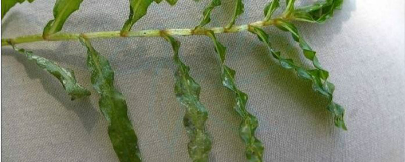 菹草种植时间 菹草种植时间
