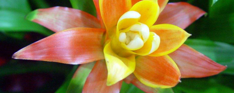 紫花凤梨花语 紫花凤梨花语