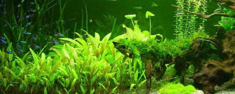 养水草攻略 养水草攻略