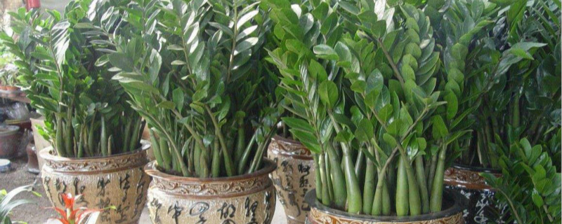 属虎的养什么植物旺财 属虎的养什么植物旺财
