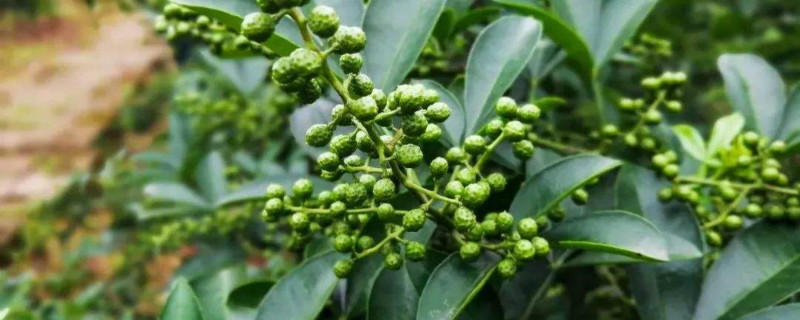 花椒树几月份拉枝好 花椒树几月份拉枝好