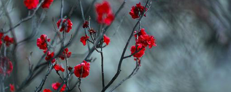 梅兰竹菊对应的季节是