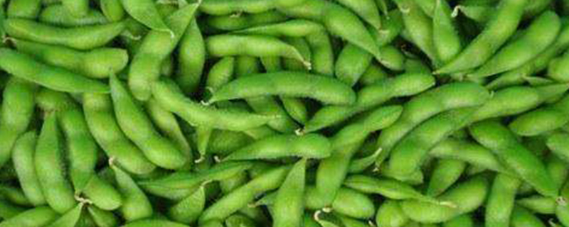 毛豆是什么季节的 毛豆是什么季节的