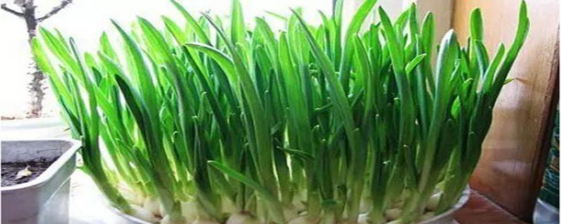 怎样种大蒜盆栽 怎样种大蒜盆栽