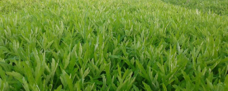 芦蒿上市季节 芦蒿上市季节