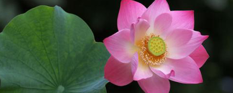 莲花是什么 莲花是什么