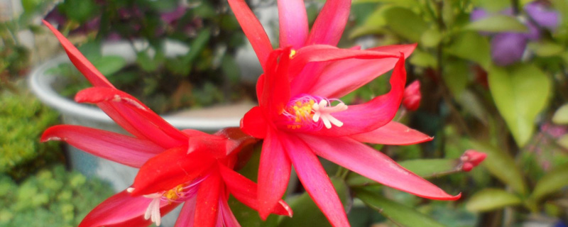 假昙花怎么养 假昙花怎么养
