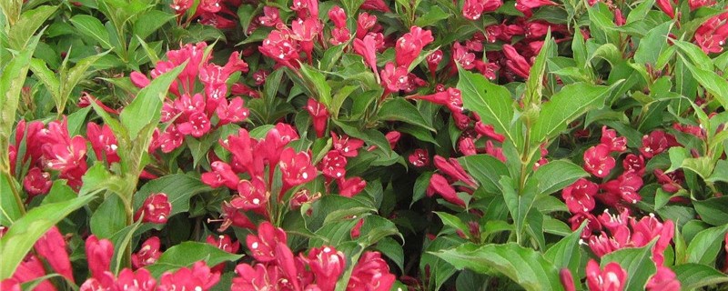 锦带花怎么种植 锦带花怎么种植