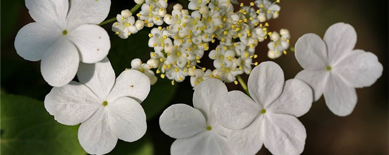 琼花好养吗 琼花好养吗