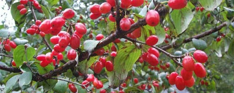 山茱萸好养吗 山茱萸好养吗