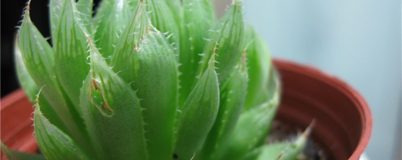 水晶掌养殖方法 水晶掌养殖方法