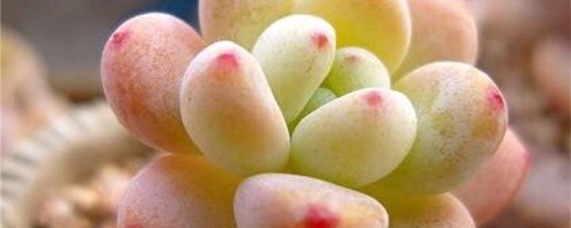桃美人多肉怎么养殖 桃美人多肉怎么养殖