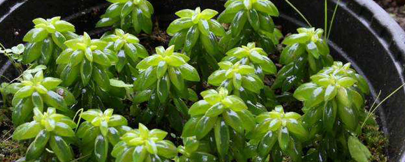 斧叶椒草好养吗 斧叶椒草好养吗