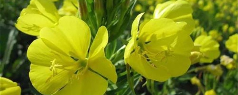 月见草好养吗 月见草好养吗