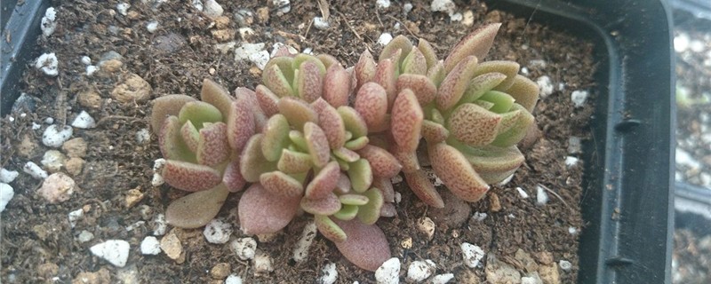 立田凤怎么种植
