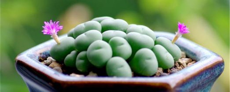 群碧玉怎么管理 群碧玉怎么管理