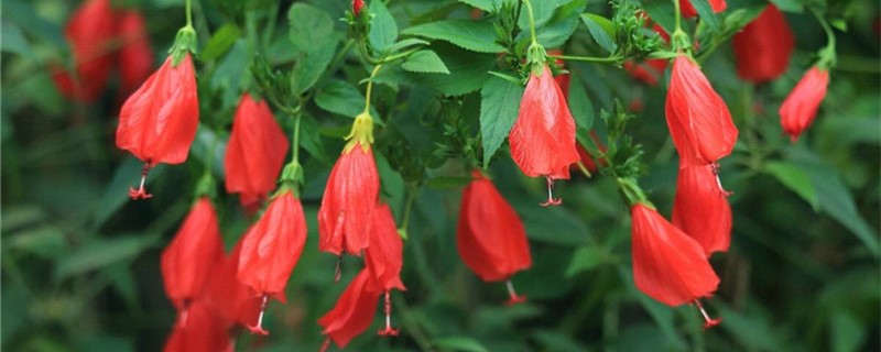 垂花悬铃花好养吗 垂花悬铃花好养吗