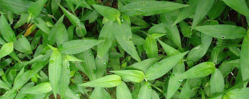 竹节草怎么管理 竹节草怎么管理