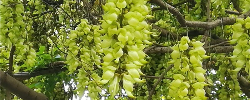 禾雀花怎么养 禾雀花怎么养