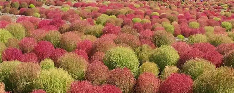 地肤好养吗 地肤好养吗