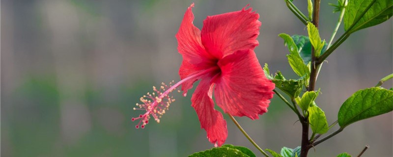 扶桑花怎么管理 扶桑花怎么管理