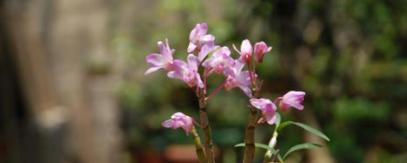红花石斛怎么管理 红花石斛怎么管理