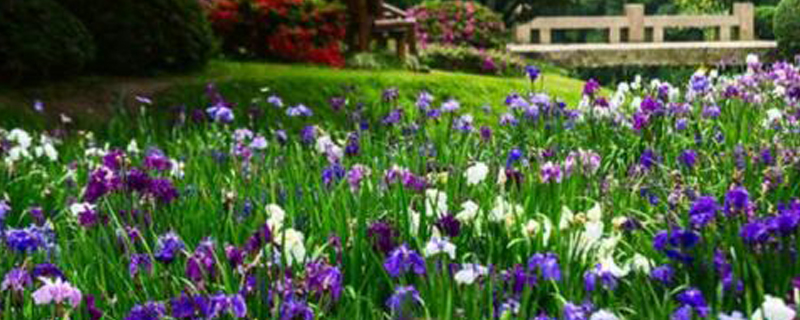 花菖蒲好养吗 花菖蒲好养吗