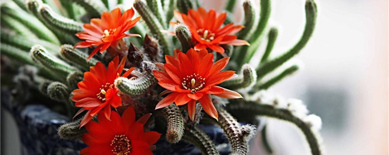 鼠尾掌怎么养能开花 鼠尾掌怎么养能开花