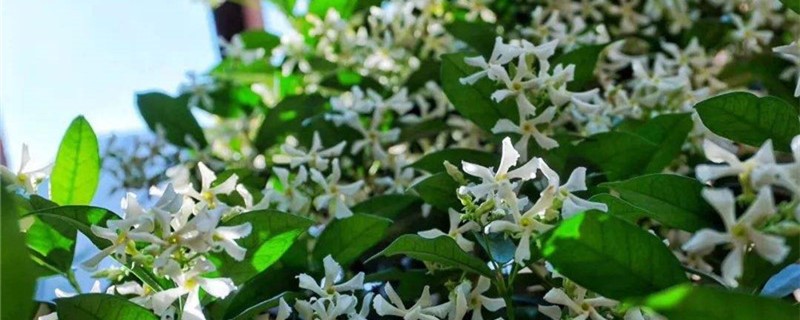 风车茉莉怎么管理 风车茉莉怎么管理
