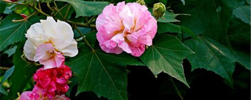芙蓉花怎么养 芙蓉花怎么养